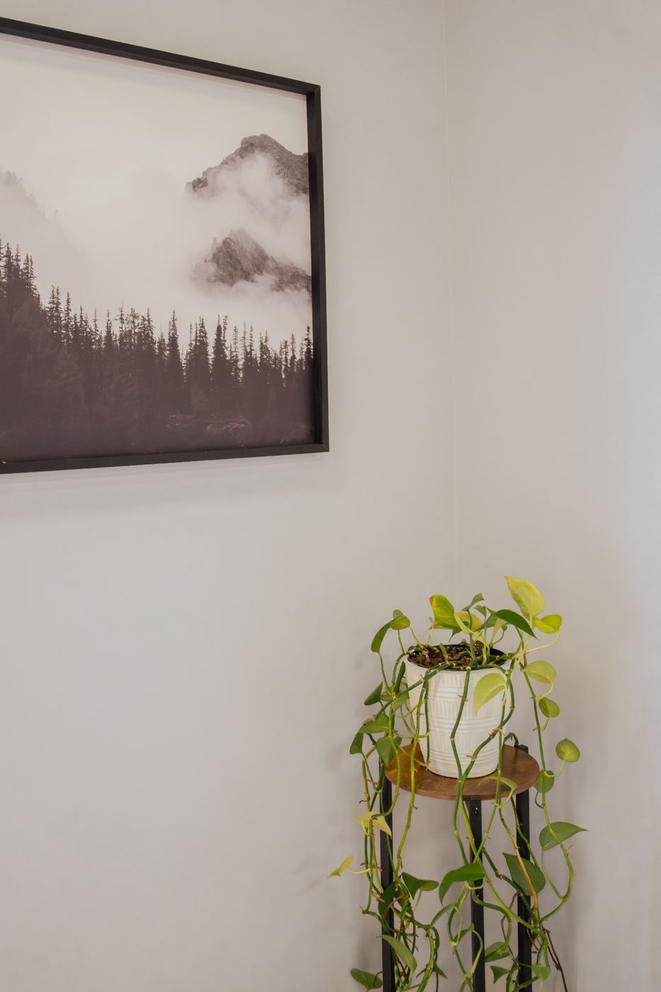 Trailing pothos plant beside a framed misty mountain landscape print