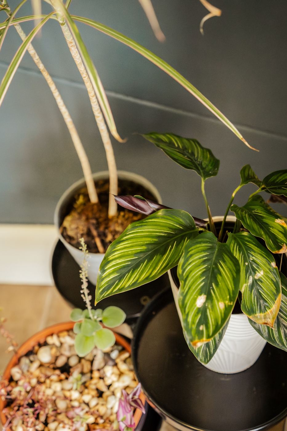 Collection of leafy houseplants in white and terracotta pots against a deep teal wall